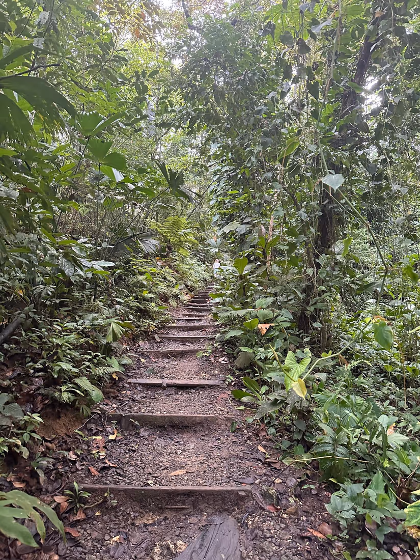 Una escalera de madera que asciende hacia el dosel tropical, Bocas del Toro
