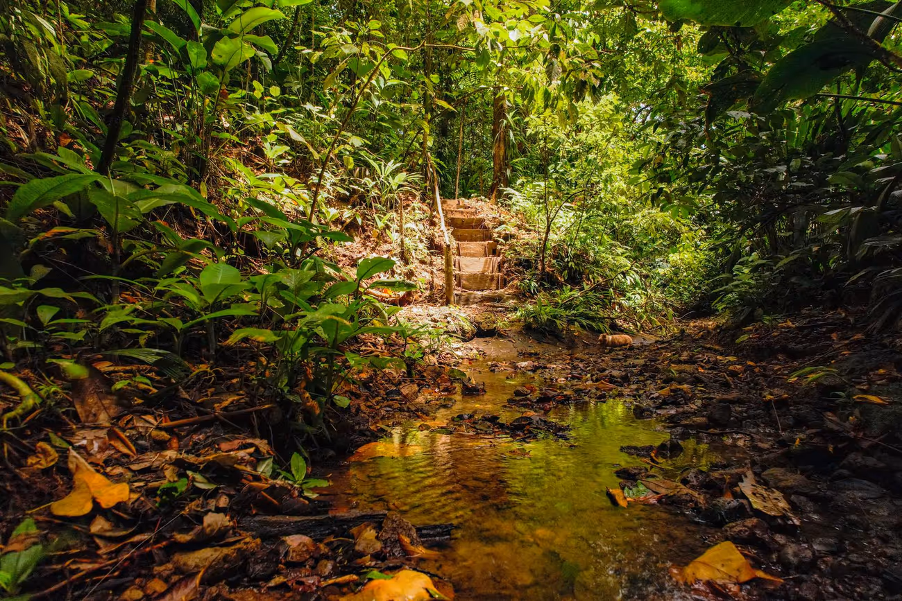 Caminata por un sendero de selva primaria en Bocas del Toro