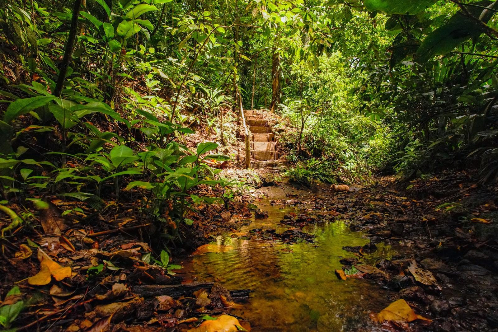 Hiking a primary jungle trail in Bocas del Toro